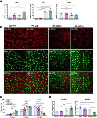 Endurance exercise has a negative impact on the onset of SOD1-G93A ALS in female mice and affects the entire skeletal muscle-motor neuron axis